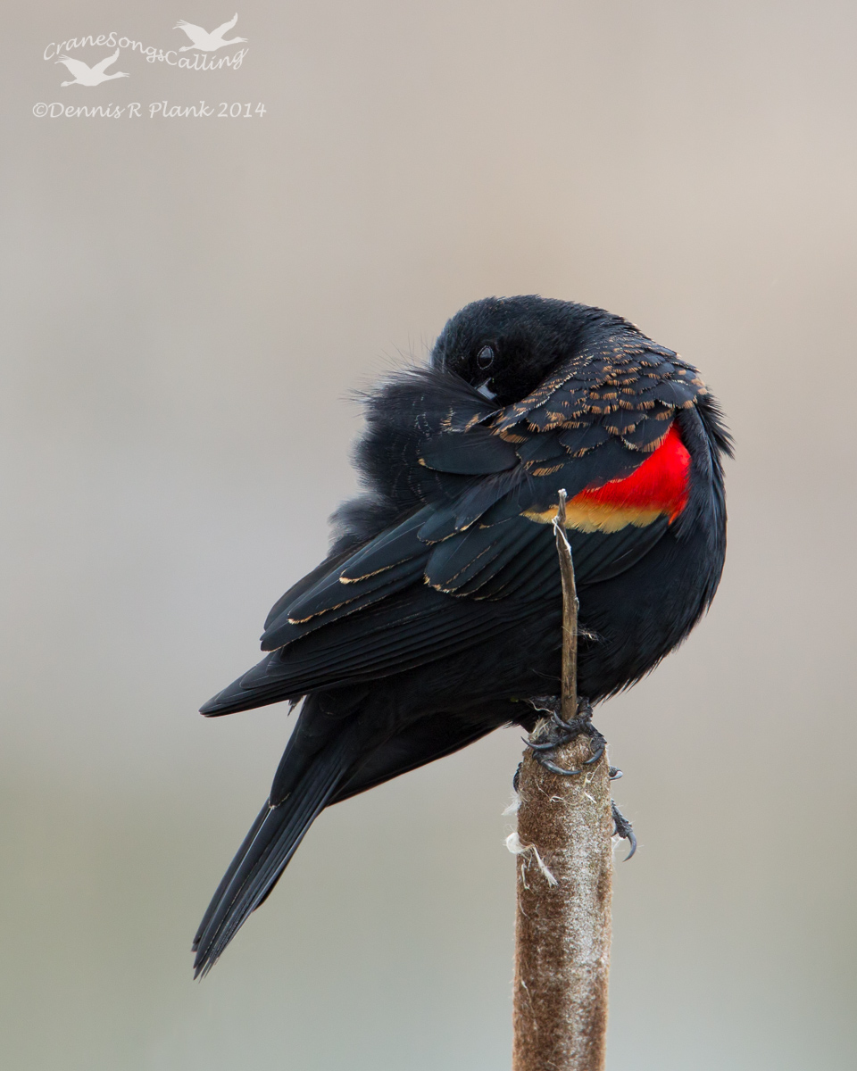 Peek-a-Boo Blackbird