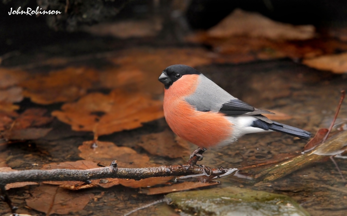Bullfinch