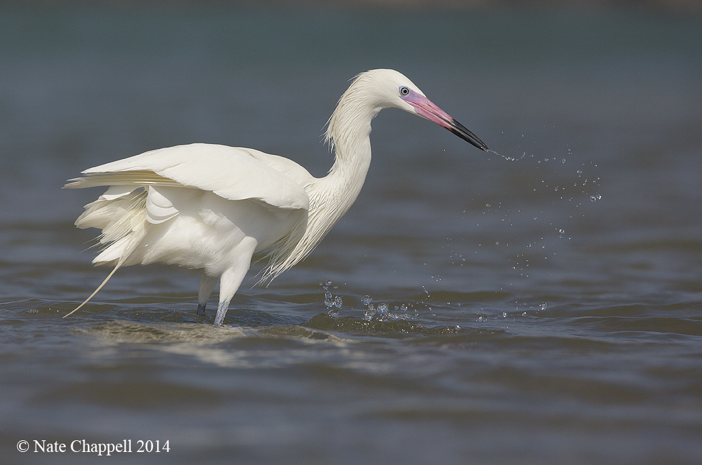 Reddish Egret WhiteMorph