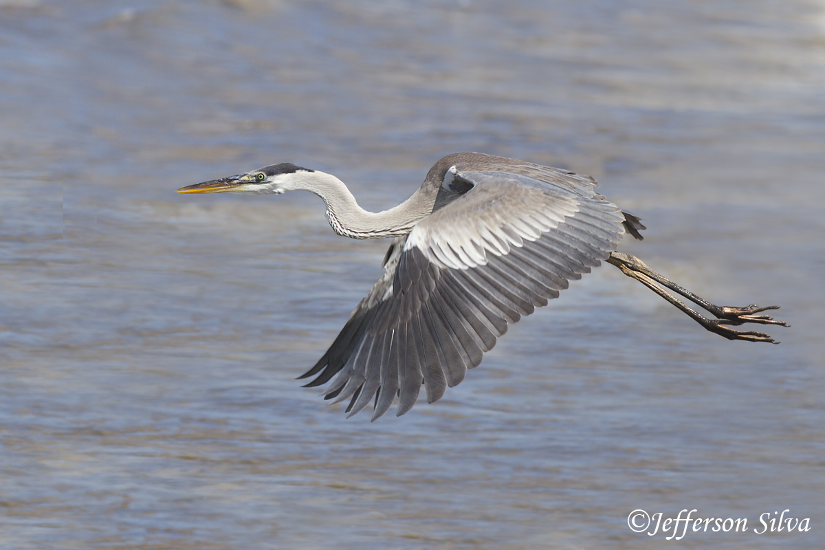 Cocoi Heron