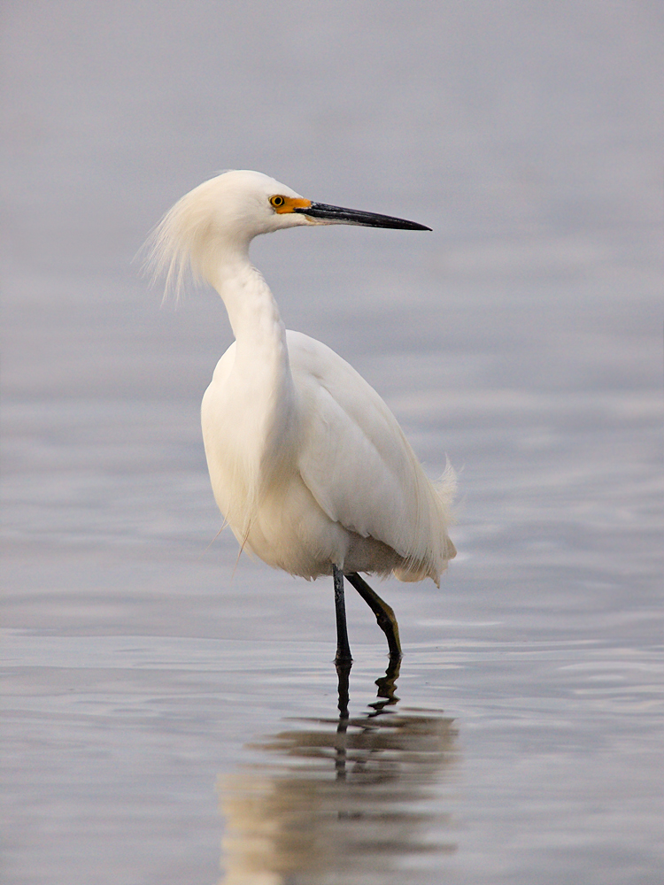 Snowy Egret