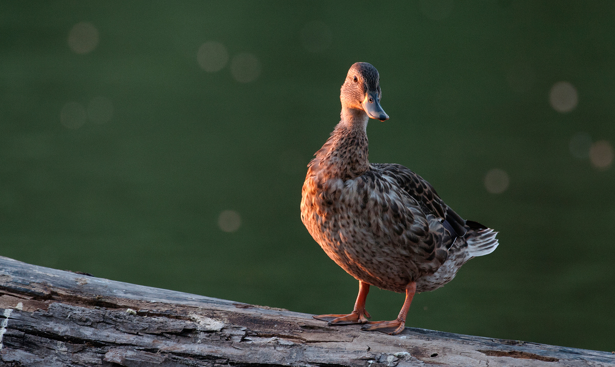 Mallard in late light