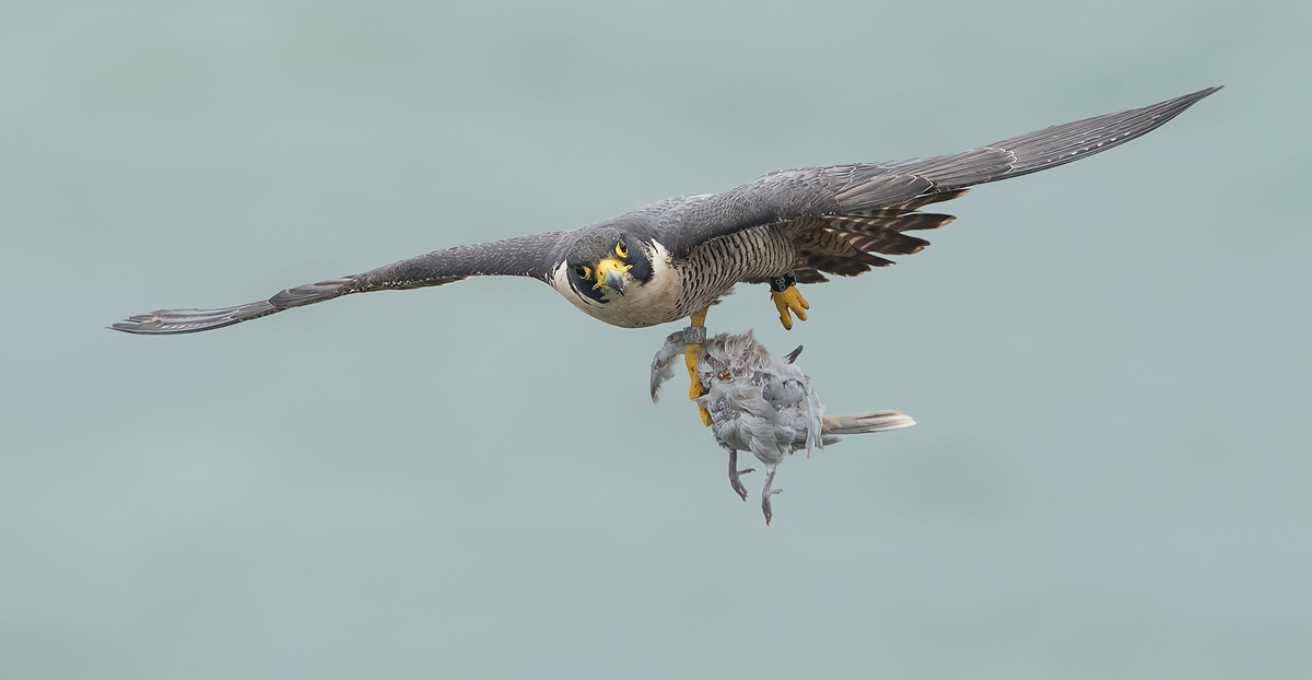 Peregrine w/prey