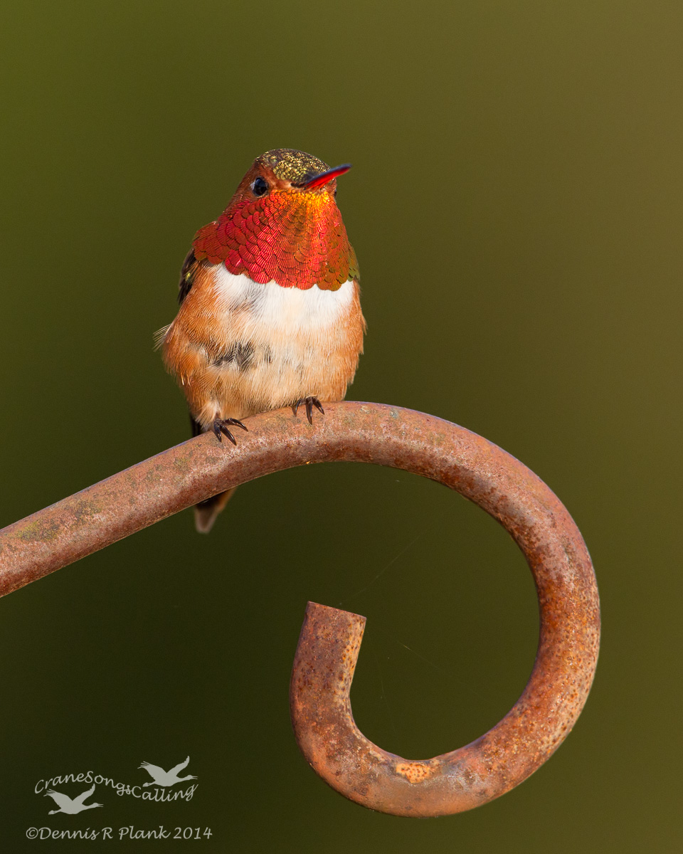 Rufous Hummingbird