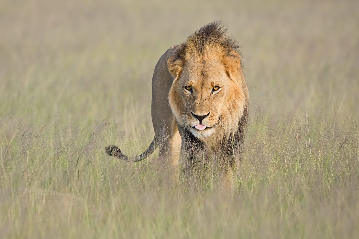 Kalahari Lion