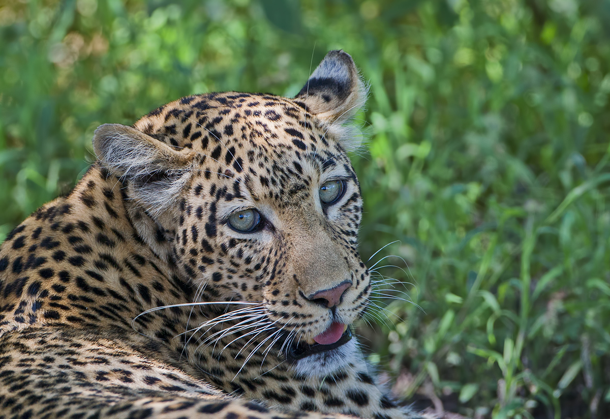 Leopardess