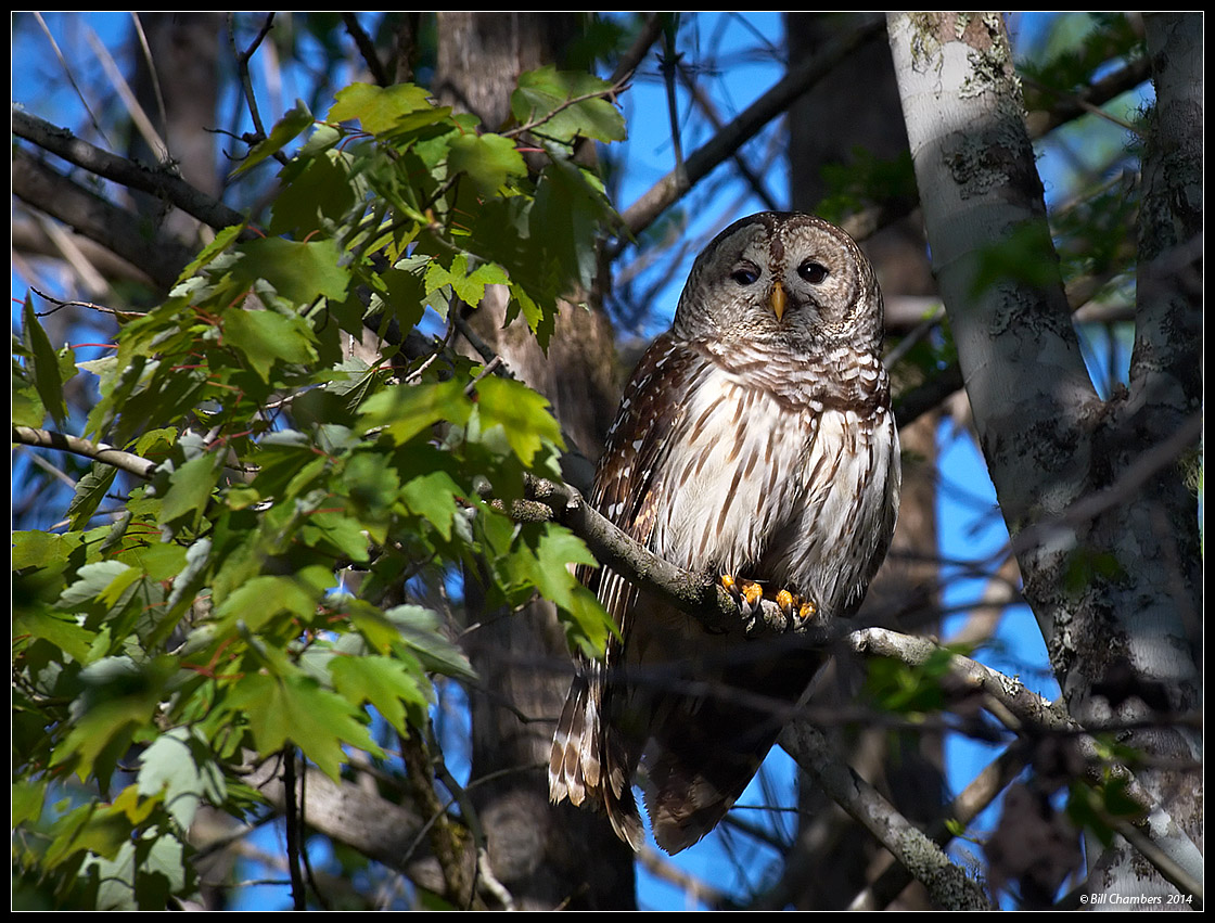 Barred Owl