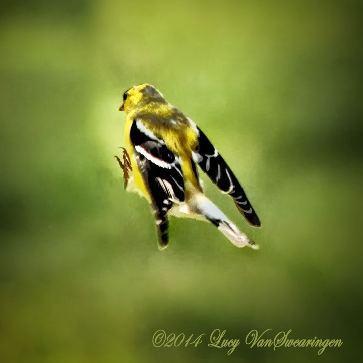 Geronimo Goldfinch