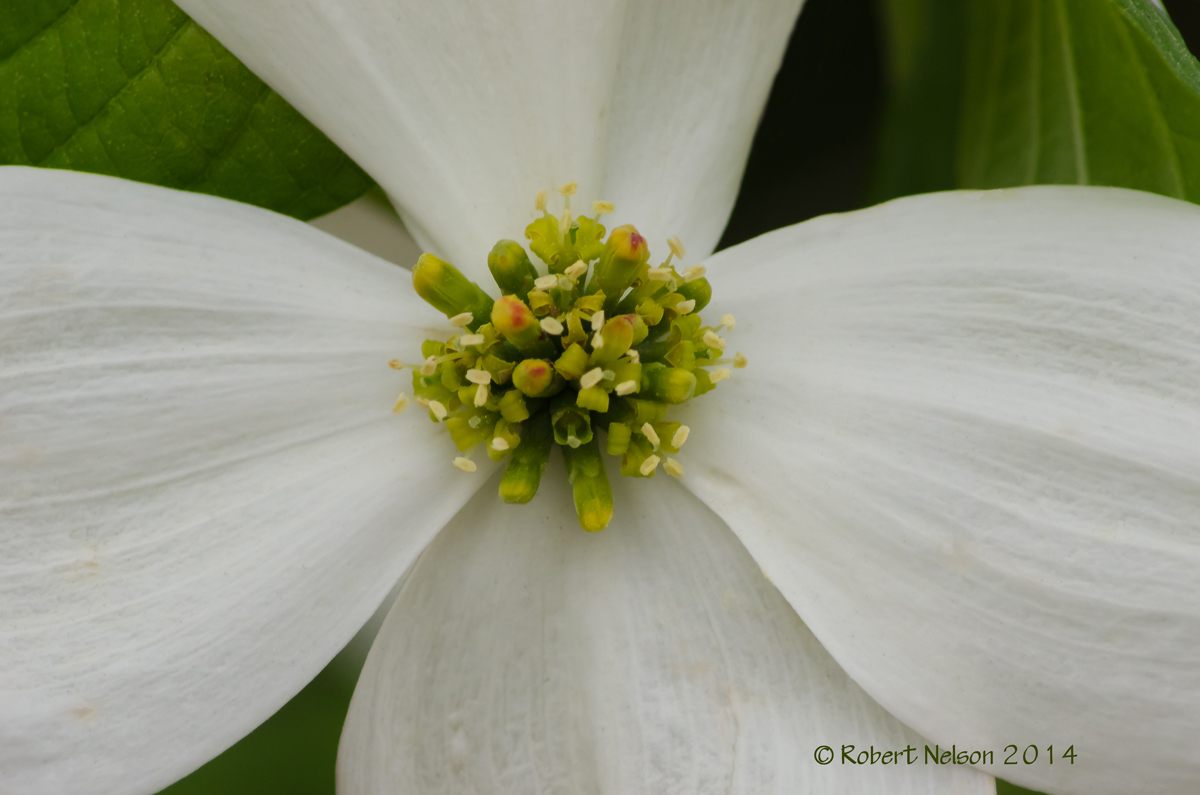 dogwood