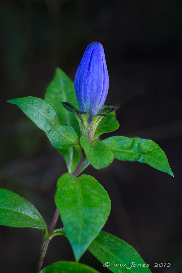 Closed Gentian