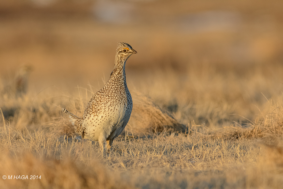Sharp-tailed Grouse