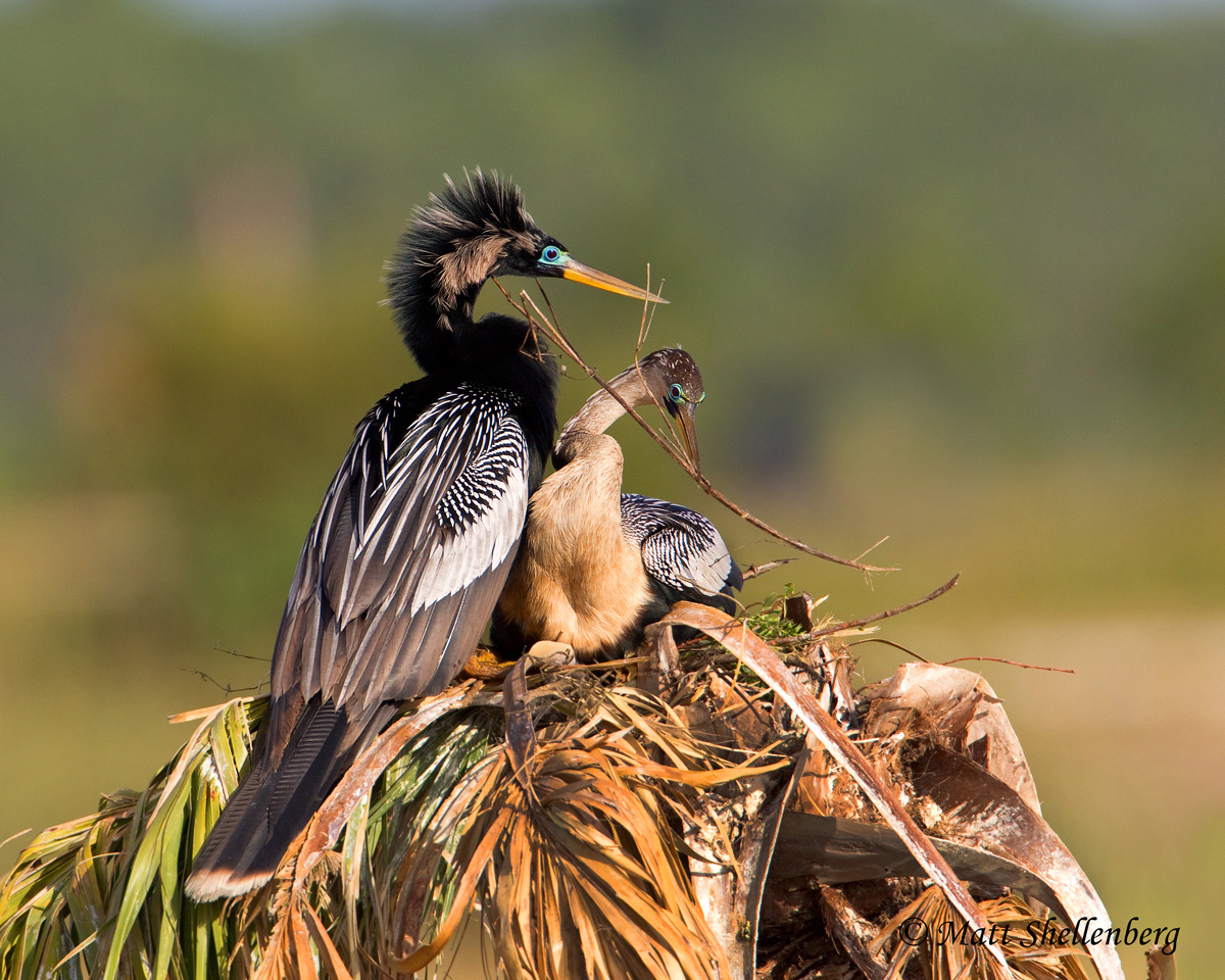 Anhinga Pair
