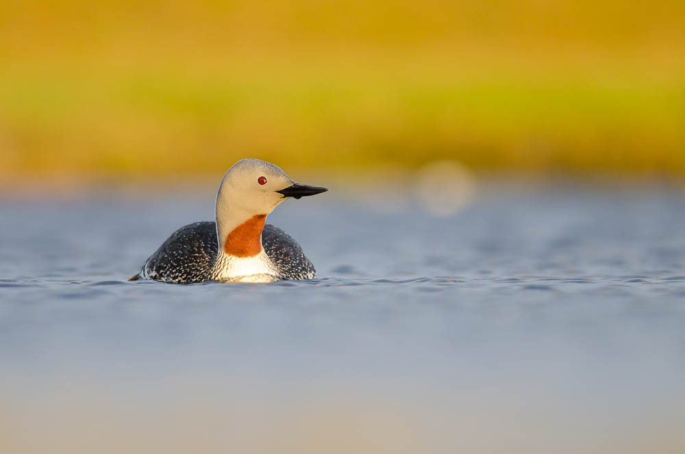 Red-Throated Loon