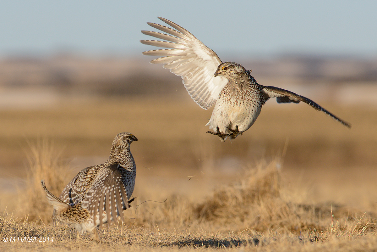 Sharp-tailed Grouse
