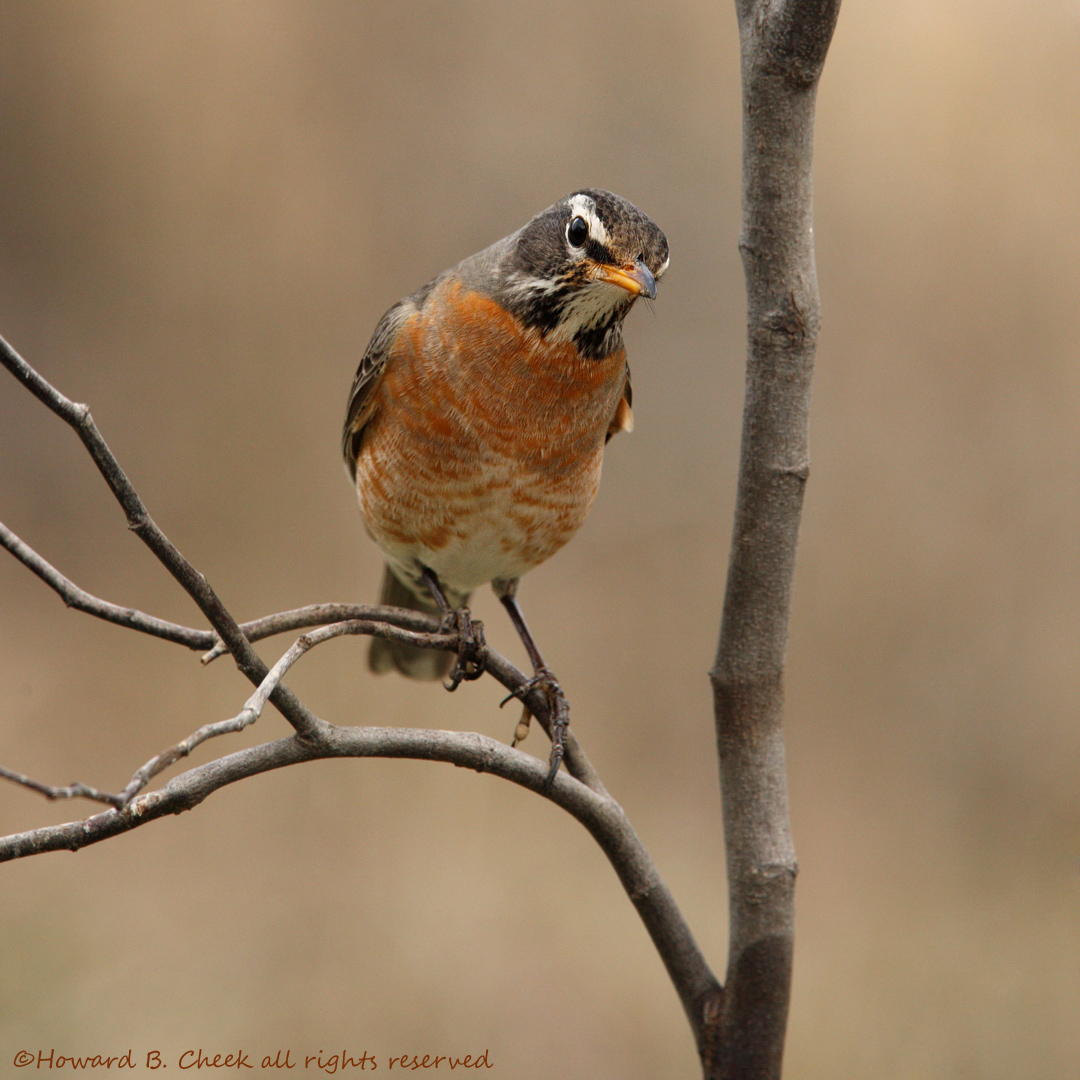 Curious Robin