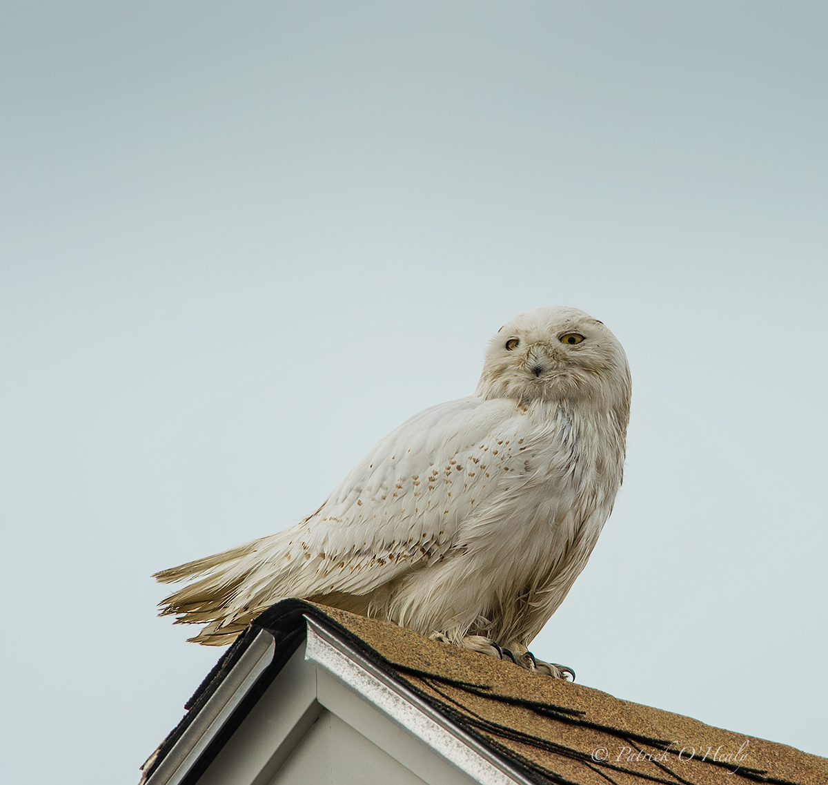 Snowy Owl