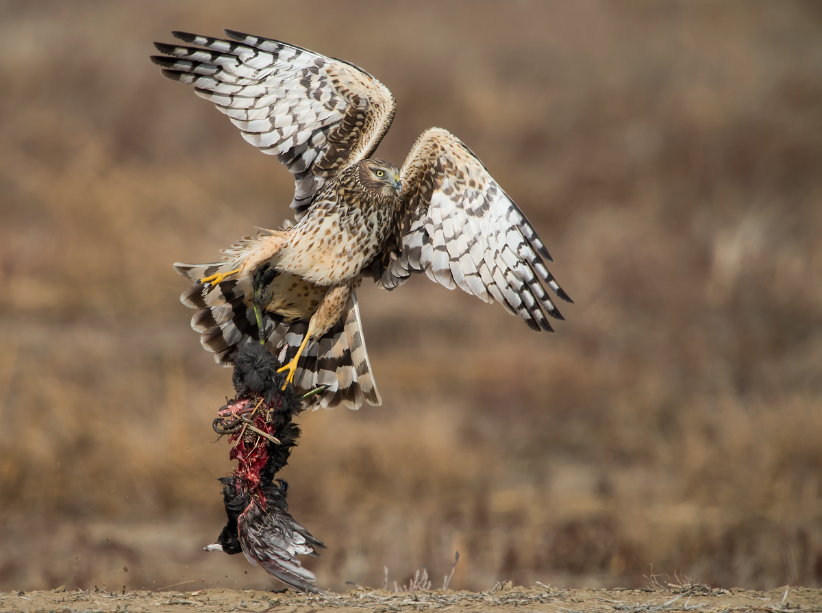 Harrier meal (Caution)