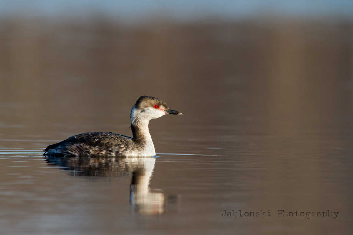 Horned Grebe