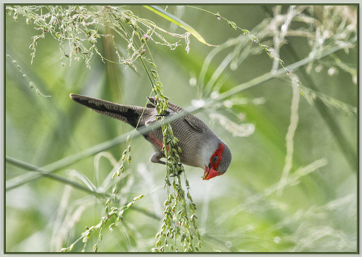 Waxbill