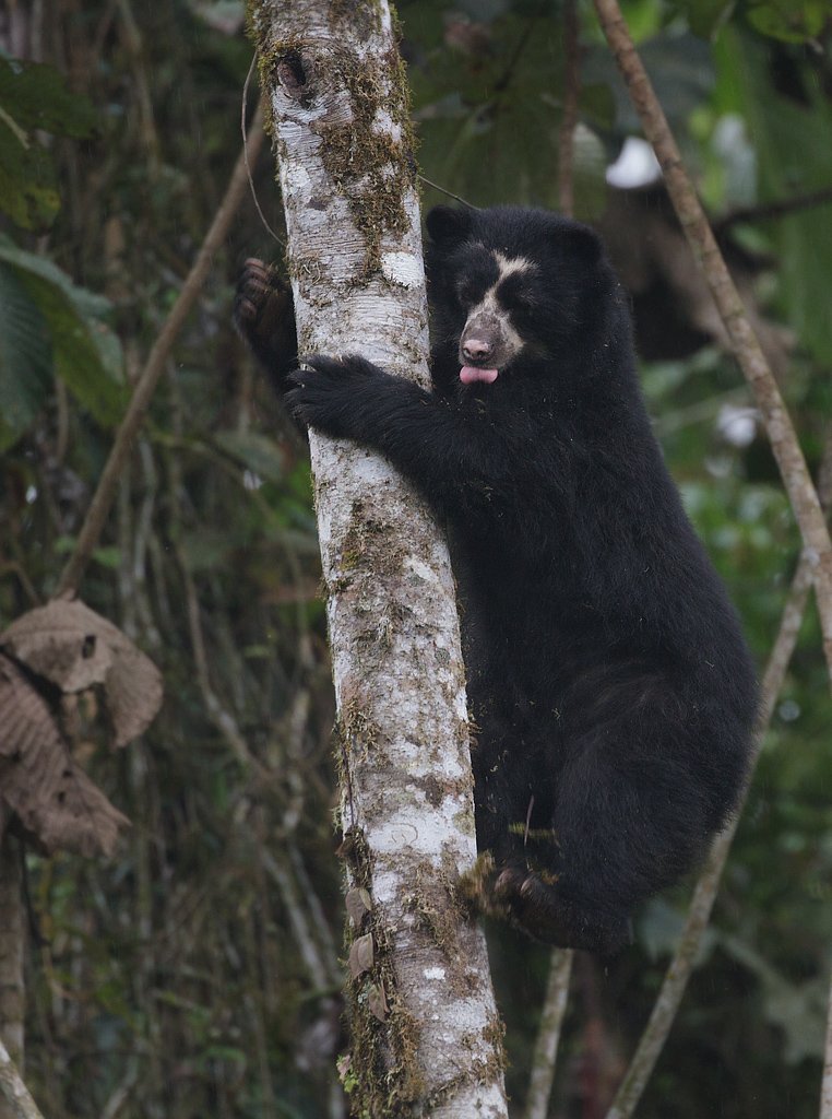 Spectacled Bear