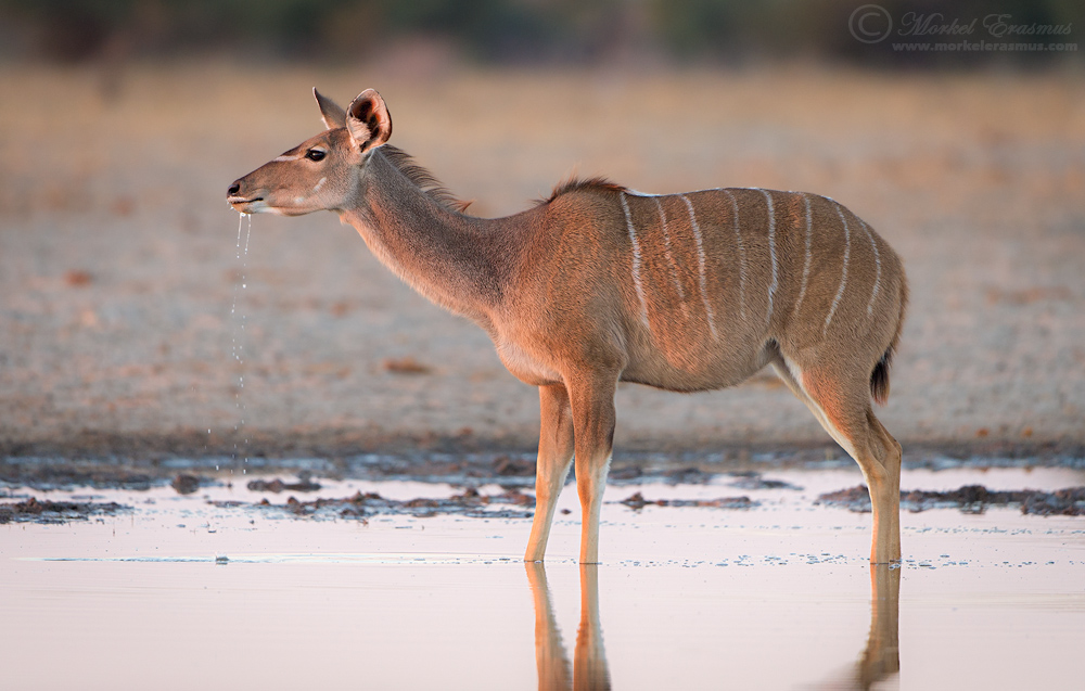 Thirst of a Kudu