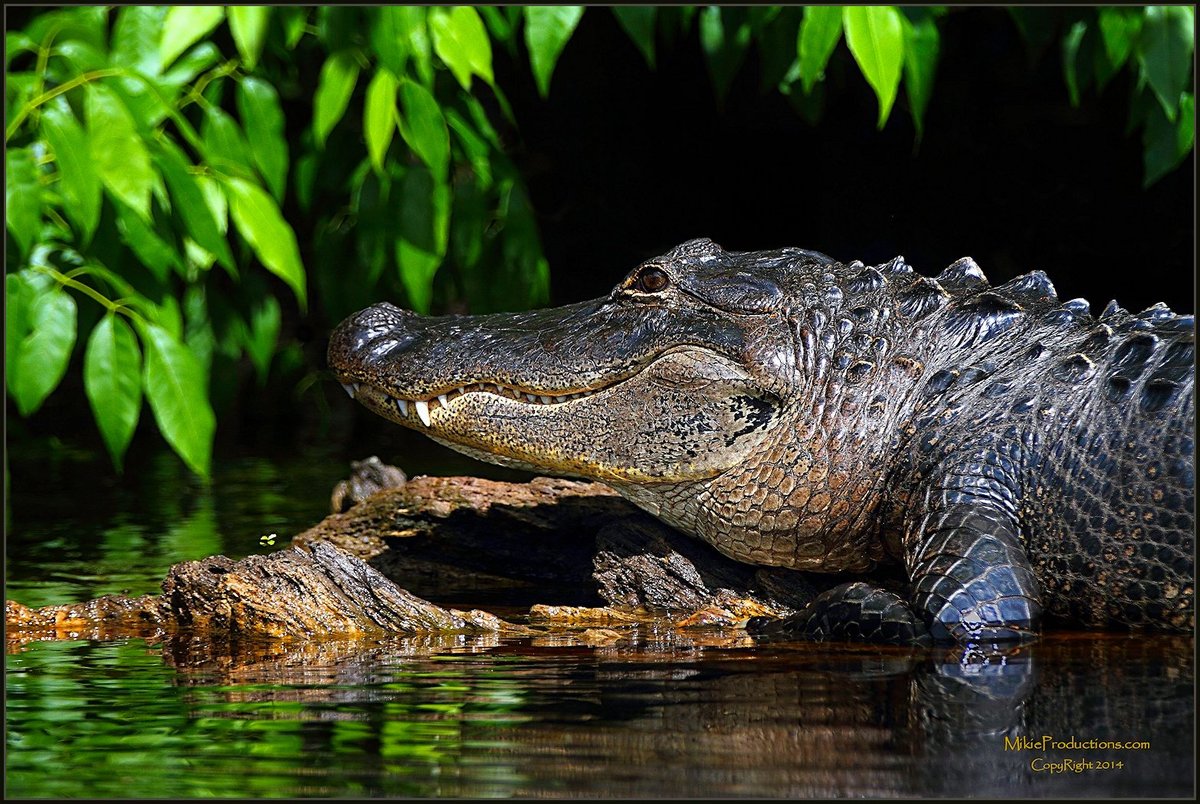 'Alligator Portrait'