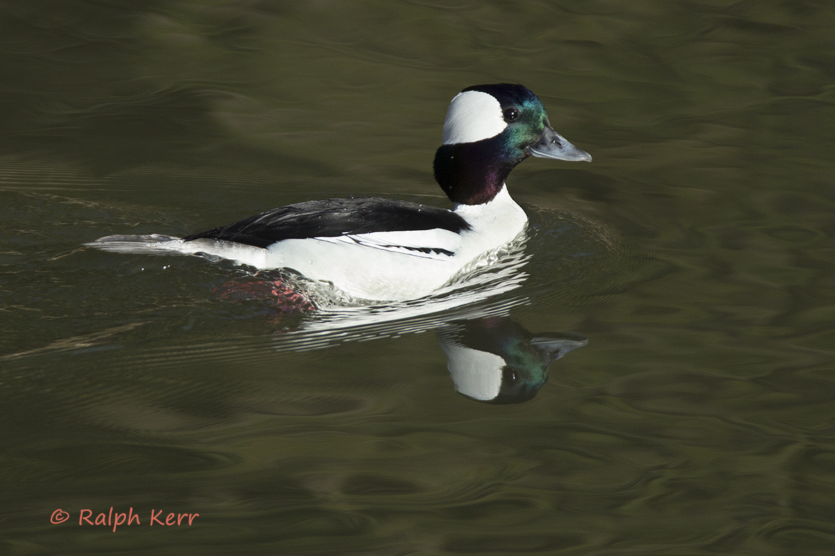 Bufflehead