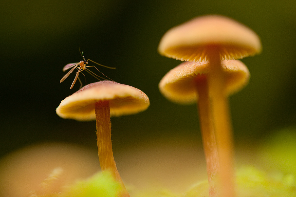 Tiny World