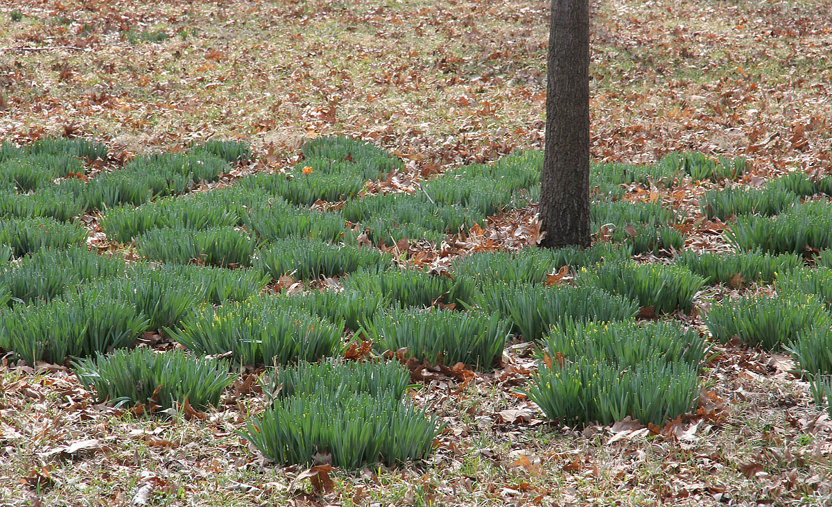 Promise of Daffodils