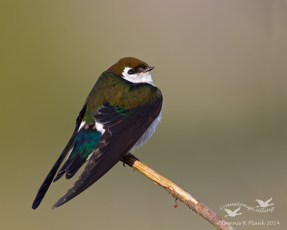 Yet Another Swallow