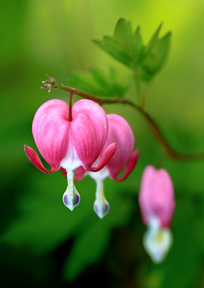 Bleeding Hearts