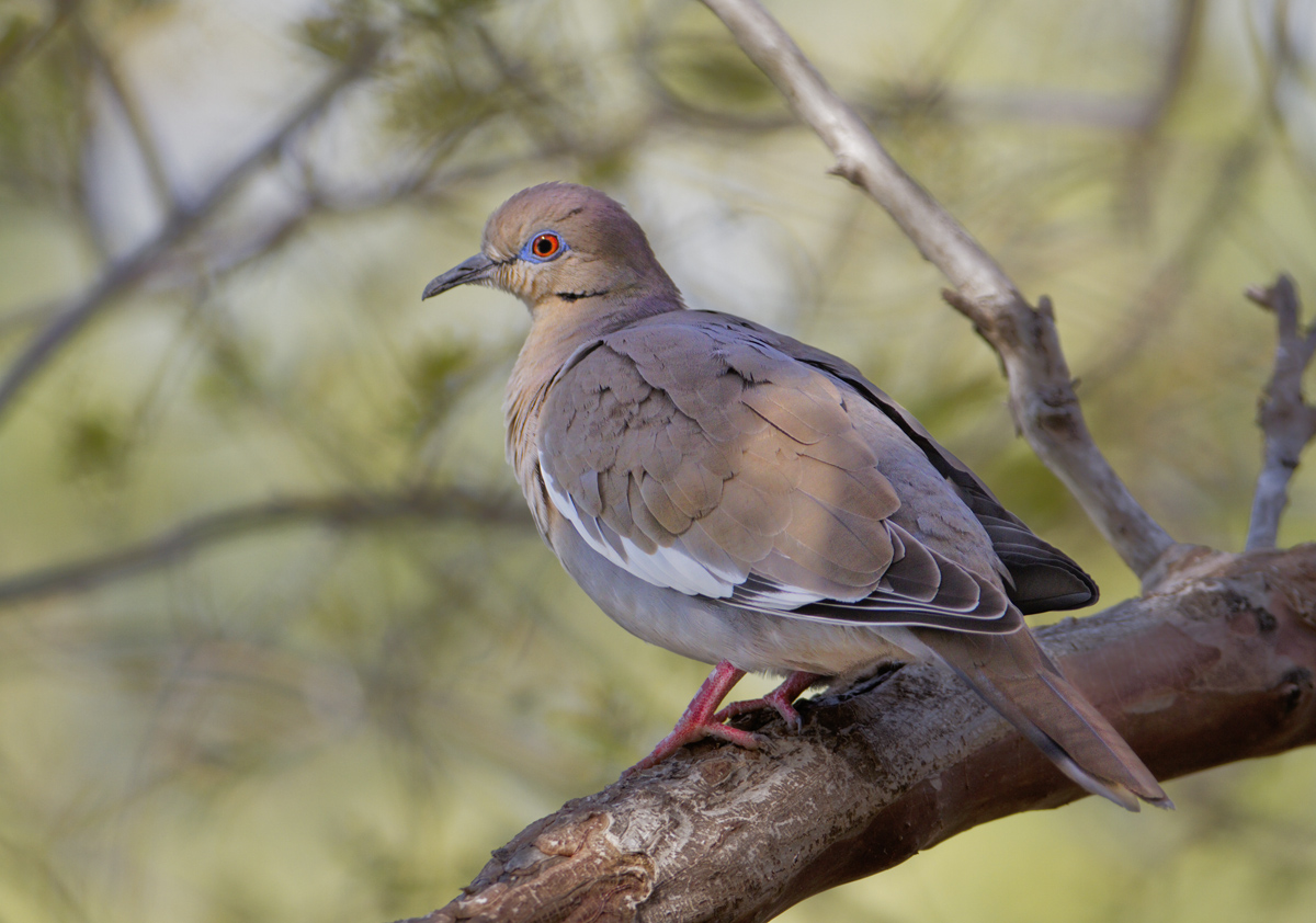 Texas White-Winged Dove