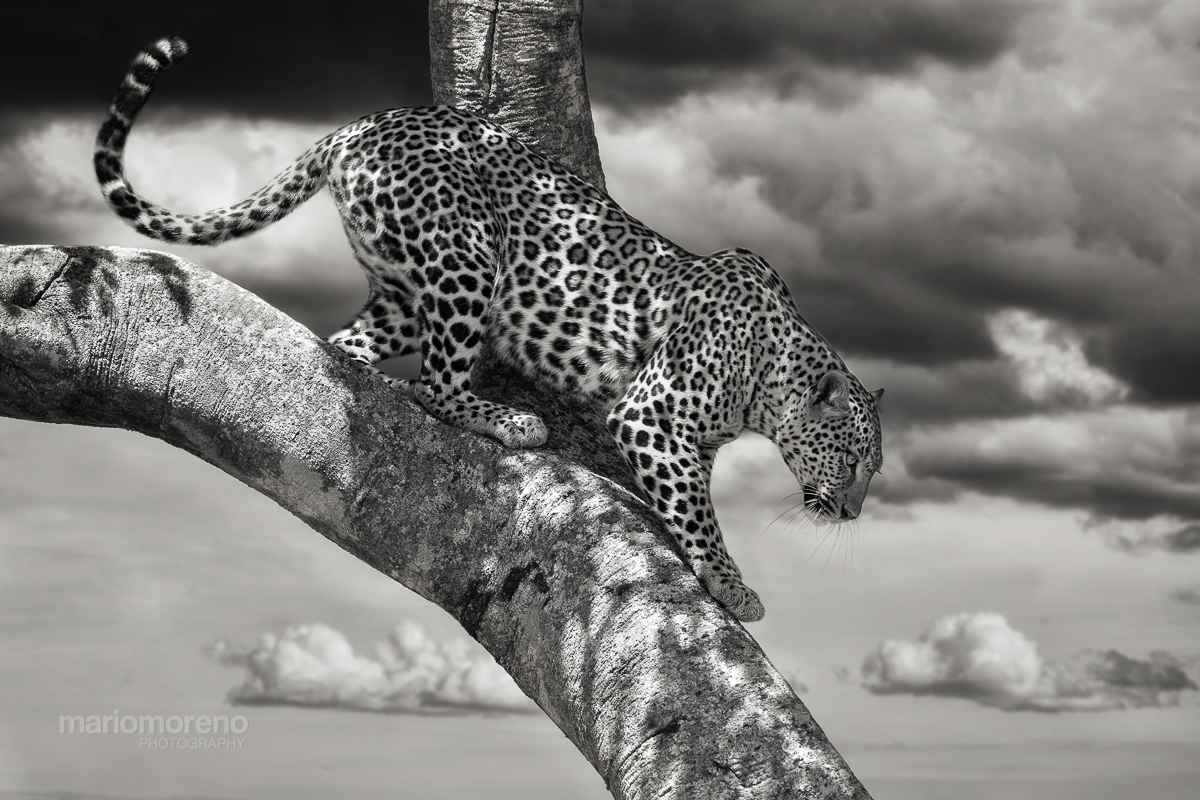 A Mara Leopard