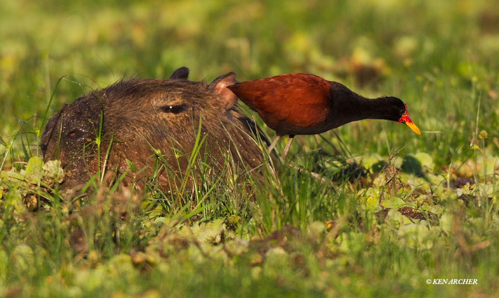 Wattled Jacana, Capybara