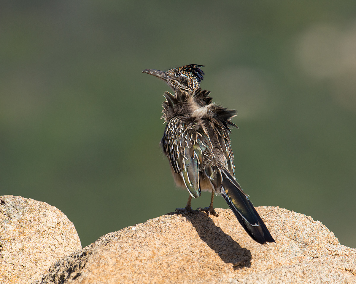 Greater Roadrunner
