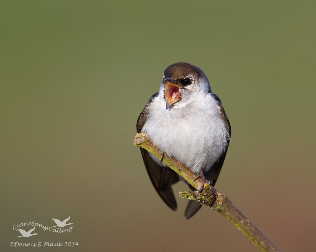 This Is My Perch!