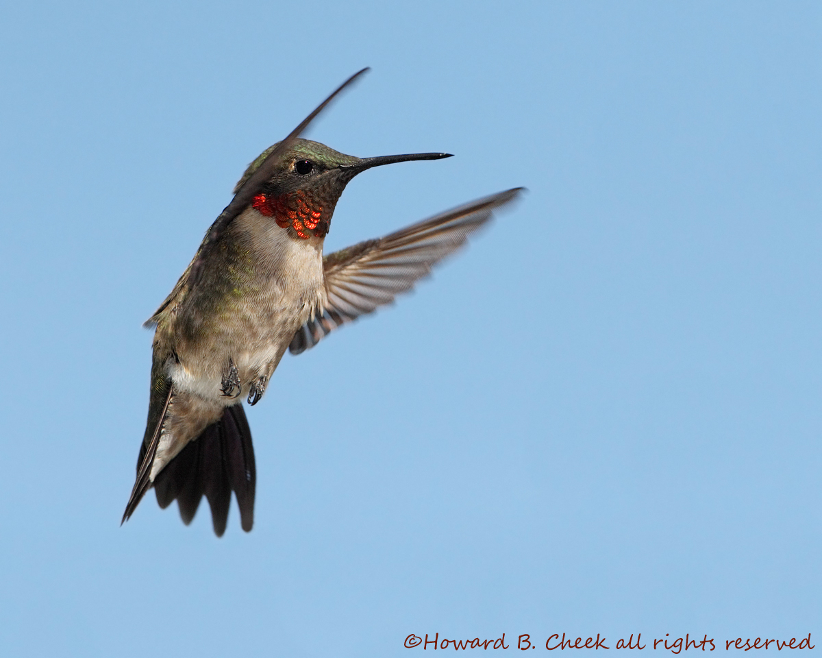 First Hummers