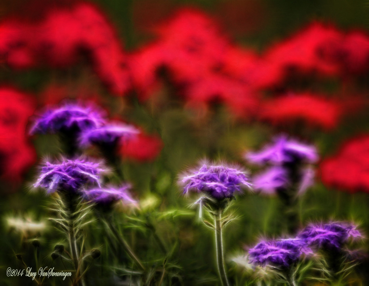  Wild Fantasy