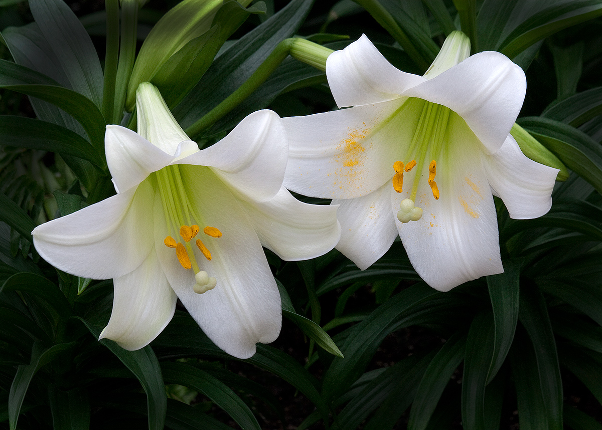 Easter Lily