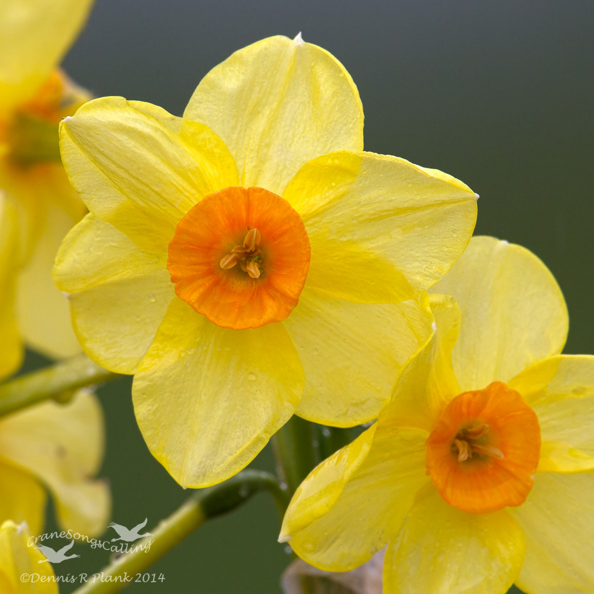Daffodils