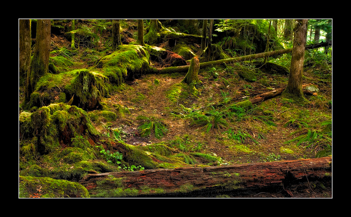 A walk in the forest