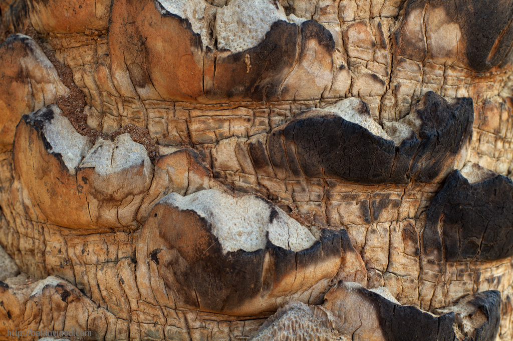 Cut and Burnt