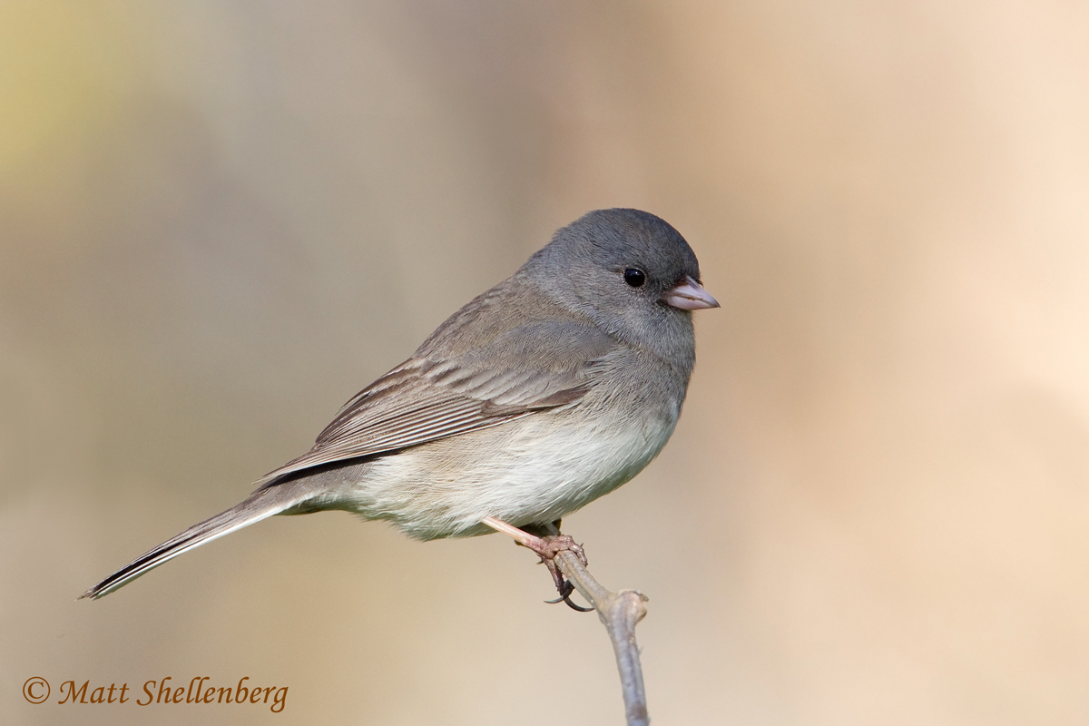 Dark-eyed Junco
