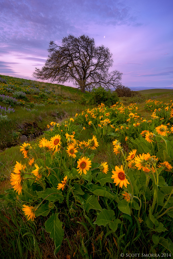 Under the Oak Tree