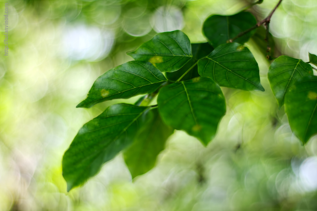 Green Haze
