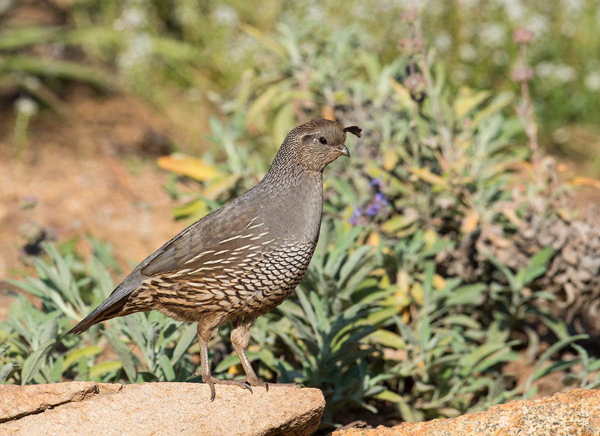 California Quail