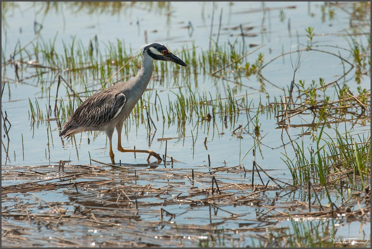 Fishing the Marsh