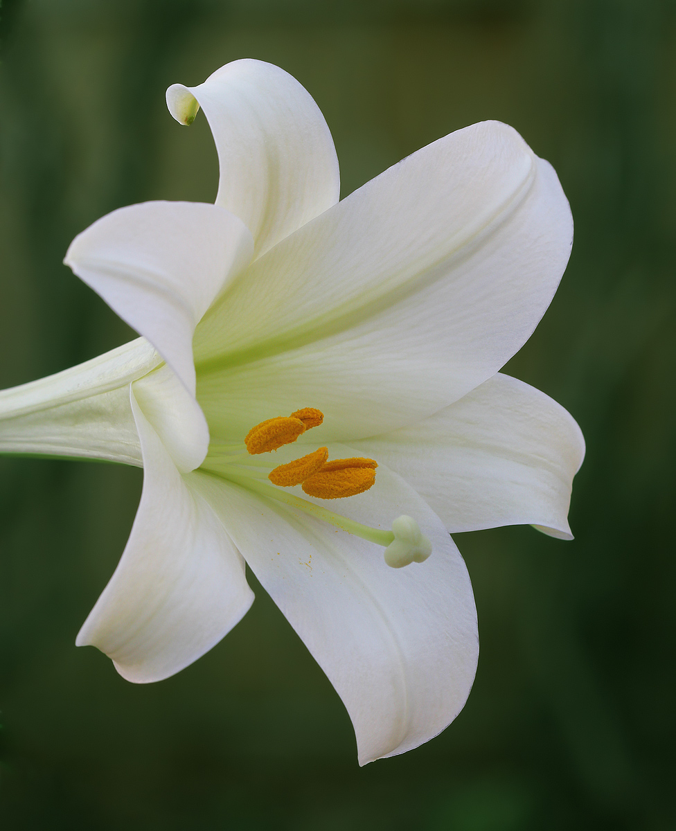 Easter Lily