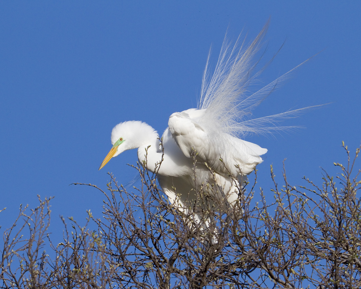 Great Egret Display