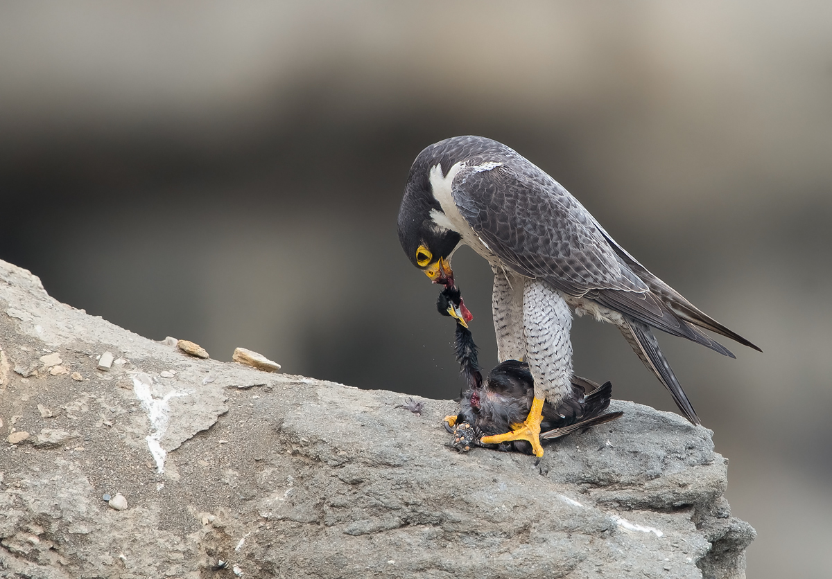 Peregrine with kill